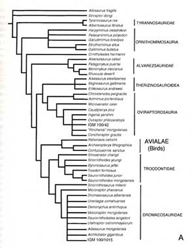 cladogram